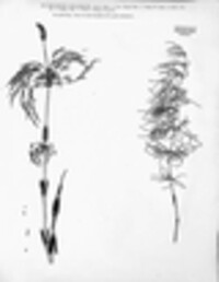 Equisetum sylvaticum image